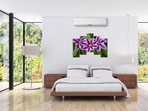 Súkvetia rastliny, obraz do bytu (Obraz 125x90cm)