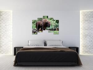 Obraz s americkým bizónom (Obraz 125x90cm)