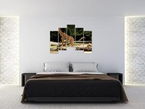 Obraz žirafy (Obraz 125x90cm)