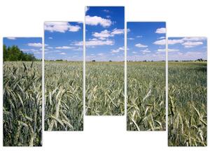 Pole pšenice - obraz (Obraz 125x90cm)