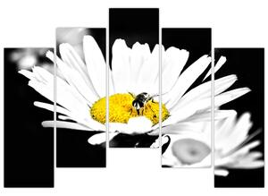 Včela na sedmokráske - obraz (Obraz 125x90cm)