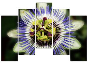 Obrazy kvetov (Obraz 125x90cm)
