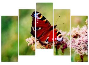 Motýľ - obraz (Obraz 125x90cm)