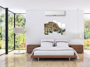 Leopard - obraz (Obraz 125x90cm)