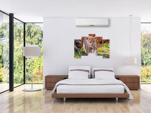 Mláďa leoparda - obraz do bytu (Obraz 125x90cm)