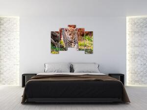 Mláďa leoparda - obraz do bytu (Obraz 125x90cm)