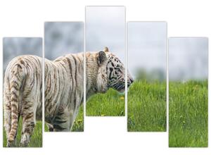 Tiger - obraz (Obraz 125x90cm)
