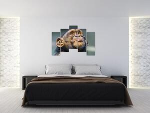 Opica - obrazy (Obraz 125x90cm)