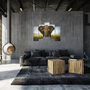 Slon - obraz (Obraz 125x90cm)
