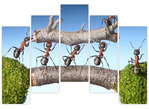 Obraz mravcov (Obraz 125x90cm)