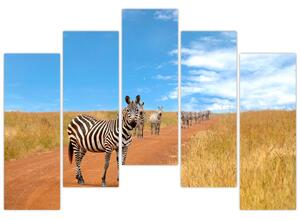 Zebra na ceste - obraz (Obraz 125x90cm)