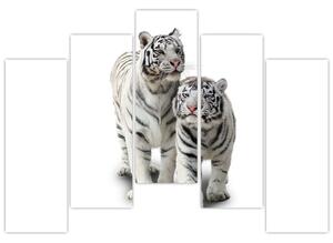 Tiger biely - obraz (Obraz 125x90cm)