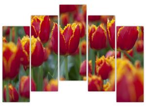 Tulipánové polia - obraz (Obraz 125x90cm)