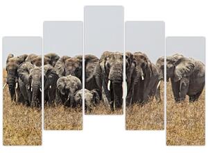 Stádo slonov - obraz (Obraz 125x90cm)