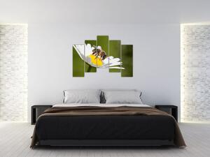 Včela na sedmokráske - obraz (Obraz 125x90cm)