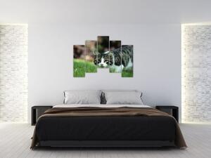 Obraz mačky (Obraz 125x90cm)