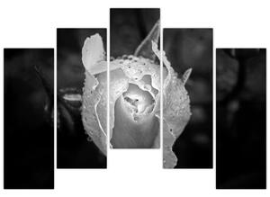 Obraz čiernobiele ruže (Obraz 125x90cm)