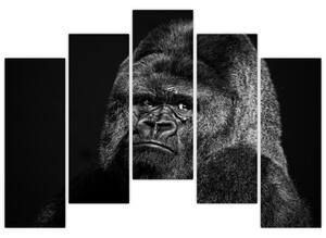 Obraz opice (Obraz 125x90cm)