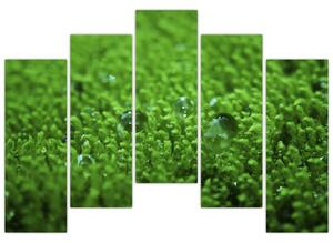 Detail trávy - obraz (Obraz 125x90cm)