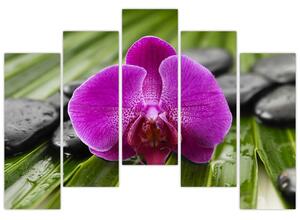 Orchidea - obraz (Obraz 125x90cm)