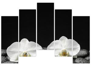 Orchidey - obraz (Obraz 125x90cm)