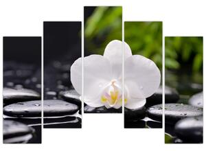 Fotka kvetu orchidey - obraz autá (Obraz 125x90cm)