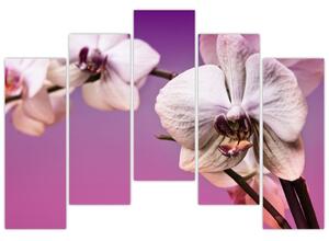 Moderné obrazy - orchidea (Obraz 125x90cm)