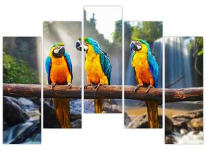 Obraz - papagáje (Obraz 125x90cm)