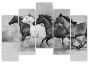Obraz cválajúci koňov (Obraz 125x90cm)