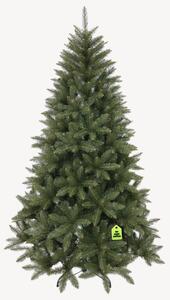 Smrek Kavkazský 150 cm