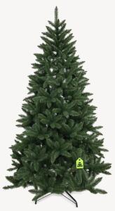 Smrek Kanadský 150 cm