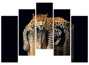 Leopard, obraz (Obraz 125x90cm)