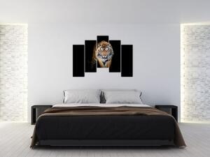 Tiger, obraz (Obraz 125x90cm)