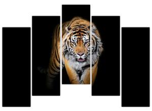 Tiger, obraz (Obraz 125x90cm)