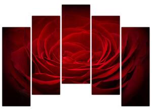 Makro ruža - obraz (Obraz 125x90cm)