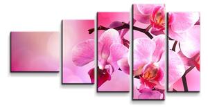 Sablio Obraz - 5-dílný Květy Orchidey - 100x60 cm