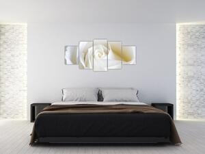 Obraz biele ruže (Obraz 150x70cm)