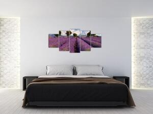 Obraz levanduľového pole (Obraz 150x70cm)