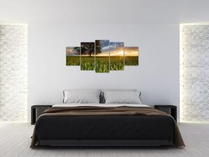 Moderný obraz - pole (Obraz 150x70cm)