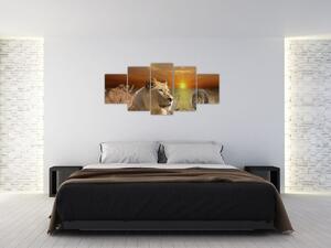 Obrazy zvierat (Obraz 150x70cm)