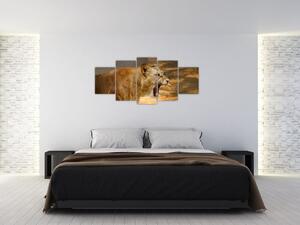 Obraz revúceho leva (Obraz 150x70cm)