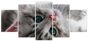 Obraz mačky (Obraz 150x70cm)
