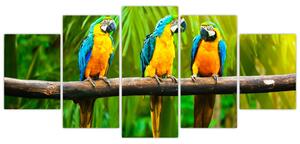 Moderný obraz - papagáje (Obraz 150x70cm)