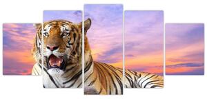 Obraz ležiaceho tigra (Obraz 150x70cm)