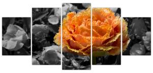 Oranžový kvet na čiernobielom pozadí - obraz (Obraz 150x70cm)