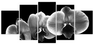 Čiernobiely obraz - orchidea (Obraz 150x70cm)