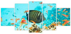Obraz rýb v akváriami (Obraz 150x70cm)
