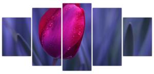 Obraz - tulipán (Obraz 150x70cm)