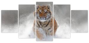 Obraz bežiaceho tigra (Obraz 150x70cm)