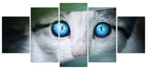 Obraz mačky, žiarivé oči (Obraz 150x70cm)